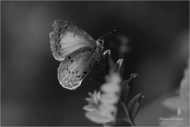 <p>MODRÁSDEK KRUŠINOVÝ (Celastrina argiolus) Slovenský ráj ---- /Holly blue - Faulbaum-Bläuling/</p>